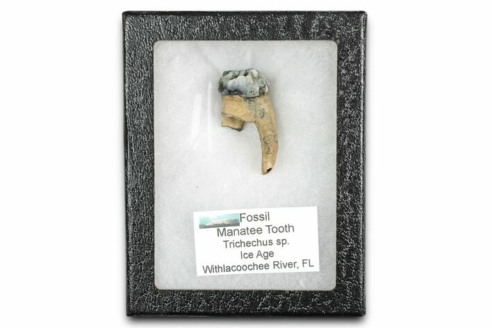 Pleistocene Fossil Manatee (Trichechus) Tooth - Florida #336158
